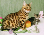 Кошки в Ардоне: Бенгалы, 10 000 руб. - фото 8