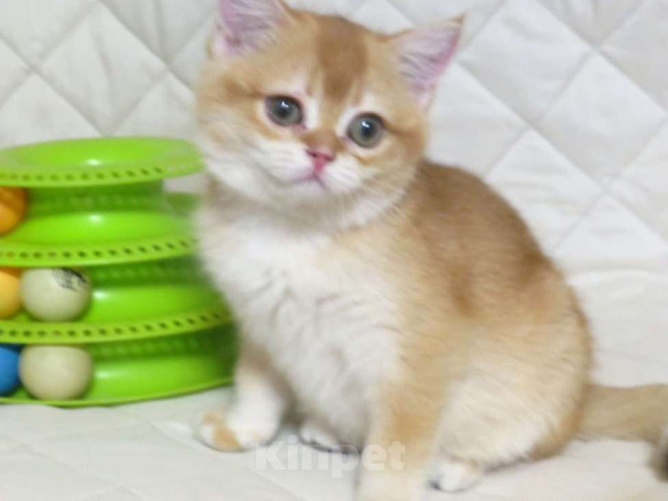 Кошки в Москве: шотландская  золотая шиншилла - мальчик Мальчик, 70 000 руб. - фото 4