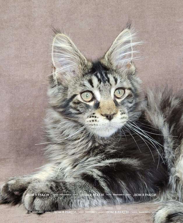 Кошки в Всеволожске: Мейн-кун Arlo-З Raksi Line Мальчик, Бесплатно - фото 4