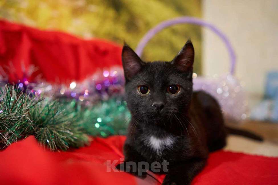 Кошки в Москве: Самый робкий котенок ищет дом Мальчик, Бесплатно - фото 6