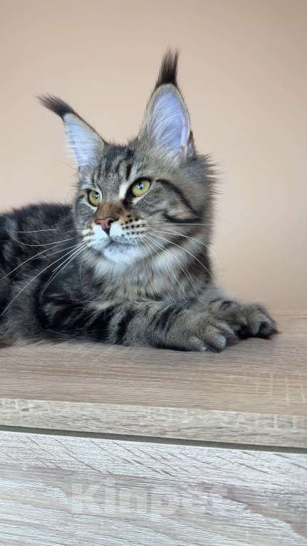 Кошки в Москве: Кошка МСО n22 Девочка, 70 000 руб. - фото 7