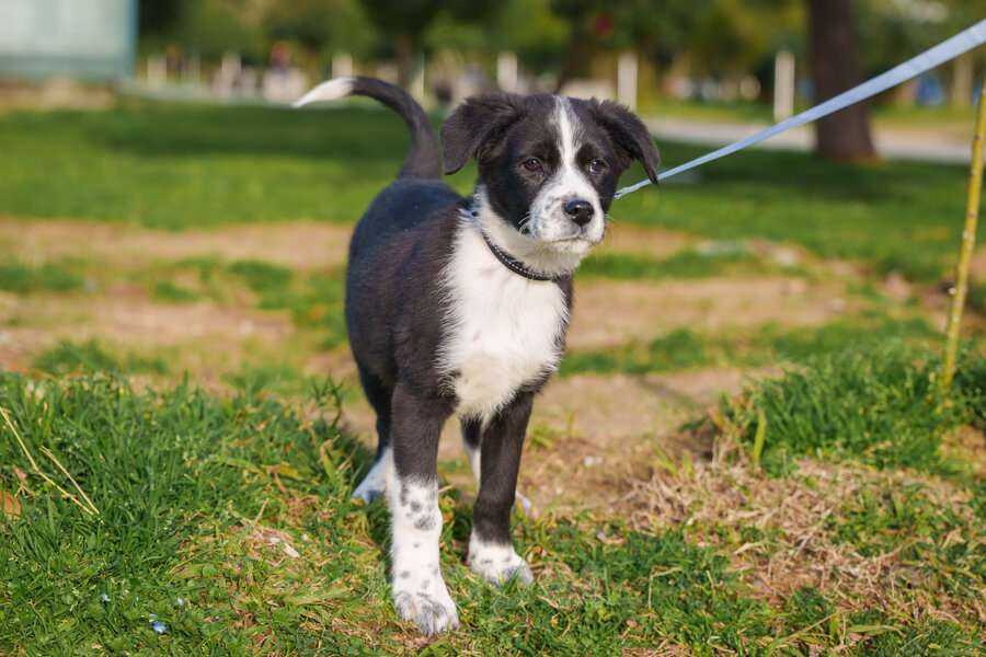 Собаки в Москве: Ищу родителей! В добрые руки. Мальчик, Бесплатно - фото 6
