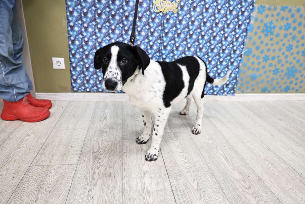 Собаки в Москве: Щенки бесплатно в Москве Девочка, Бесплатно - фото 8