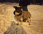 Собаки в Москве: Самая лучшая собака в самые лучшие ручки Девочка, Бесплатно - фото 4
