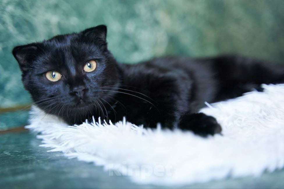 Кошки в Москве: Ласковый котенок в добрые руки Мальчик, Бесплатно - фото 7