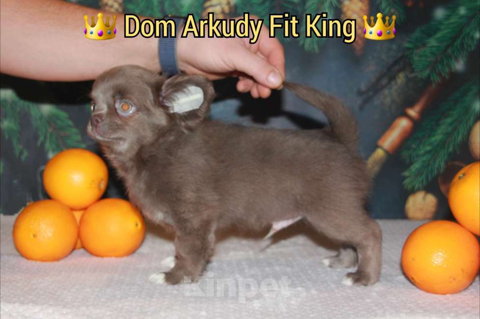 Собаки в Саратове: Лиловый малыш  Мальчик, 45 000 руб. - фото 3