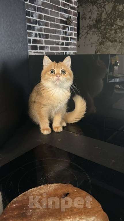 Кошки в Москве: Британский короткошёрстный котёнок Мальчик, Бесплатно - фото 1