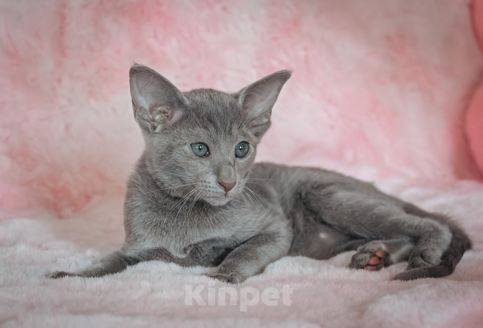 Кошки в Мытищах: Ориентальный котенок Девочка, 65 000 руб. - фото 7
