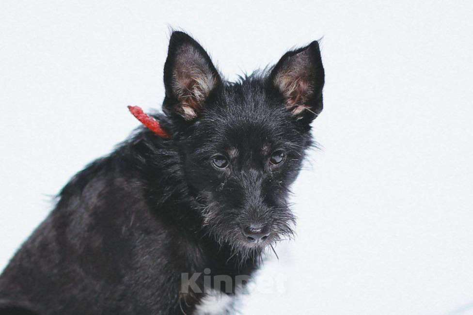 Собаки в Москве: Небольшая собачка Бонечка в добрые руки Девочка, Бесплатно - фото 4