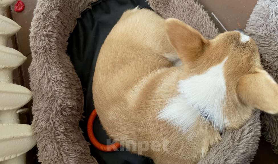 Собаки в Уфе: Продам щенка девочка 5 месяцев Девочка, Бесплатно - фото 3