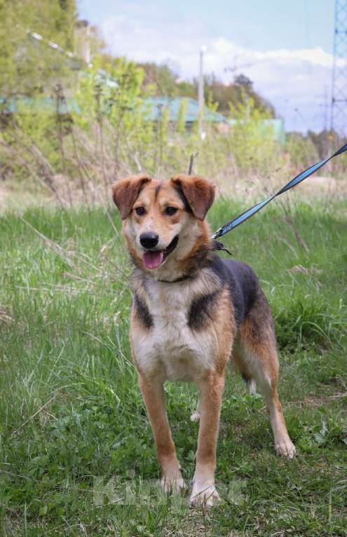 Собаки в Москве: Барни нужен дом  Мальчик, Бесплатно - фото 3