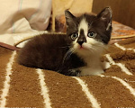 Кошки в Москве: Котенок девочка 2 мес. от сибирской кошки Девочка, 3 000 руб. - фото 2