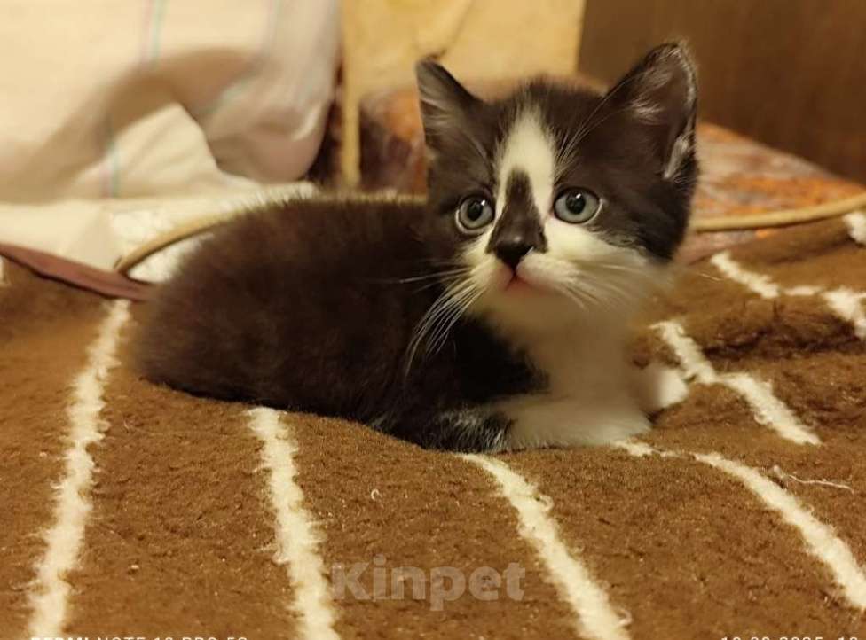 Кошки в Москве: Котенок девочка 2.5 мес. от сибирской кошки Девочка, 1 000 руб. - фото 2