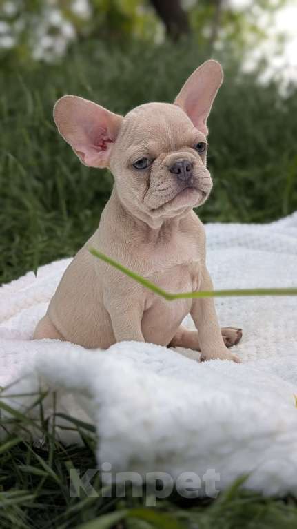 Собаки в других городах Крыма: Французская красотка Девочка, 100 000 руб. - фото 6
