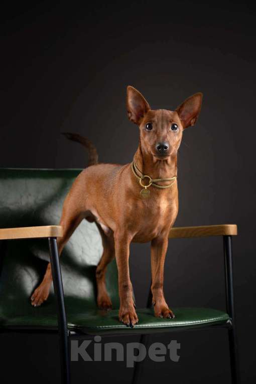 Собаки в Санкт-Петербурге: Щенки цвергпинчера Мальчик, 65 000 руб. - фото 5