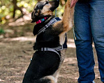 Собаки в Москве: Умнейшая собака Мира в добрые руки Девочка, Бесплатно - фото 7