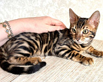 Кошки в Москве: Клубные бенгальские котята - мальчик Мальчик, 50 000 руб. - фото 3