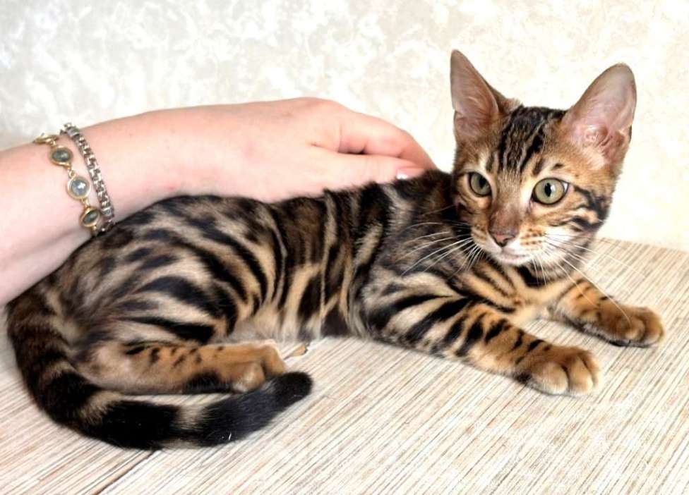 Кошки в Москве: Клубные бенгальские котята - мальчик Мальчик, 50 000 руб. - фото 3