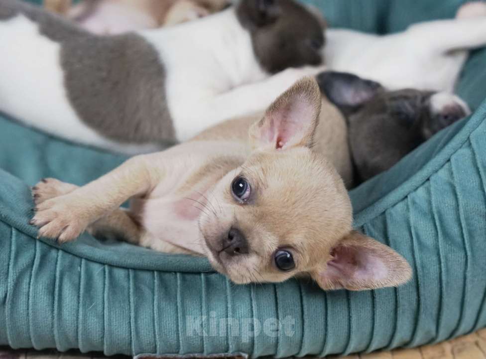 Собаки в Самаре: Голубой соболь мальчик чихуахуа Мальчик, 40 000 руб. - фото 2