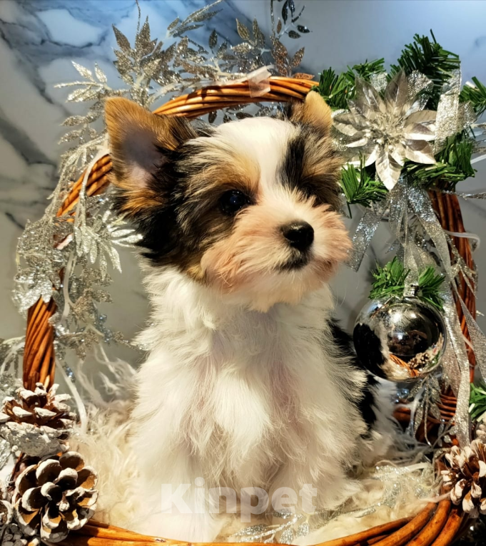 Собаки в других городах Московской области: Маленький джентльмен Ролекс Мальчик, 105 000 руб. - фото 2