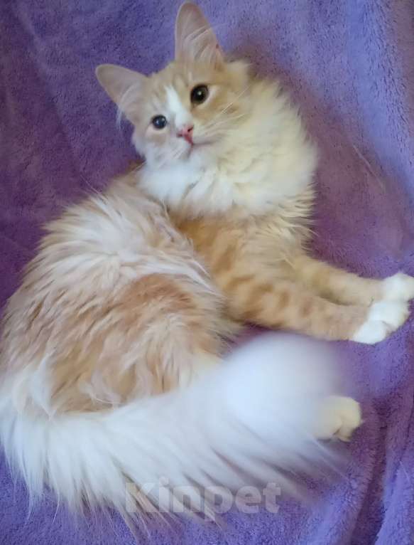 Кошки в Москве: Рыженький с белым серебристый сибирский подросток Мальчик, 20 000 руб. - фото 1