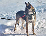 Собаки в Москве: Молодая собака Найда, очень добрая, умная девочка в добрые руки Девочка, 10 руб. - фото 2