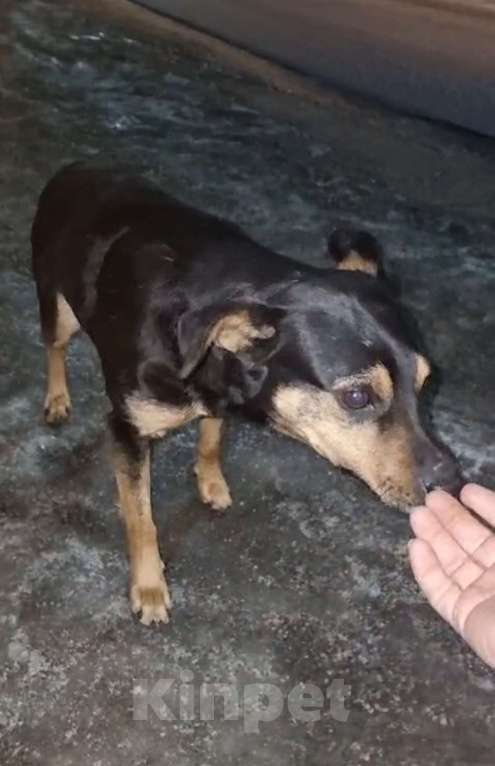 Собаки в Москве: Маленькая собачка ждёт свою семью Мальчик, Бесплатно - фото 2