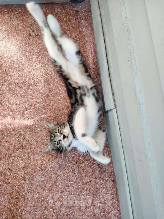 Кошки в других городах Краснодарского края: Очаровательная кошечка курильский бобтейл Девочка, 10 000 руб. - фото 9