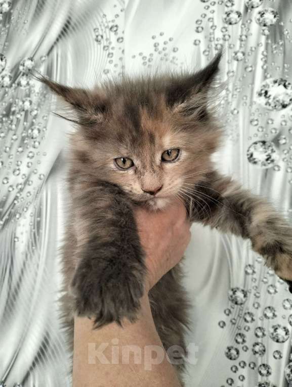 Кошки в других городах Красноярского края: Мейн-кун котята из питомника Девочка, 25 000 руб. - фото 3