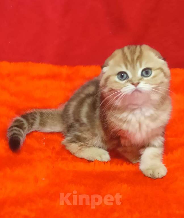 Кошки в Москве: вислоухий золотой мраморный котик Мальчик, 35 000 руб. - фото 4