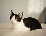 Кошки в Москве: Маленький котёночек Котя ищет дом! Мальчик, Бесплатно - фото 2