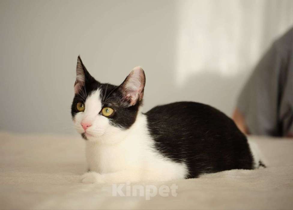 Кошки в Москве: Маленький котёночек Котя ищет дом! Мальчик, Бесплатно - фото 2