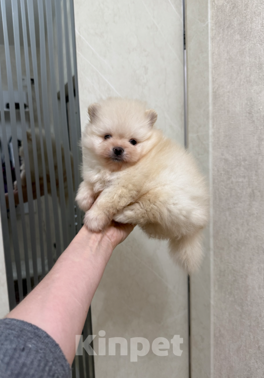 Собаки в Москве: Мальчик Мальчик, 30 000 руб. - фото 1