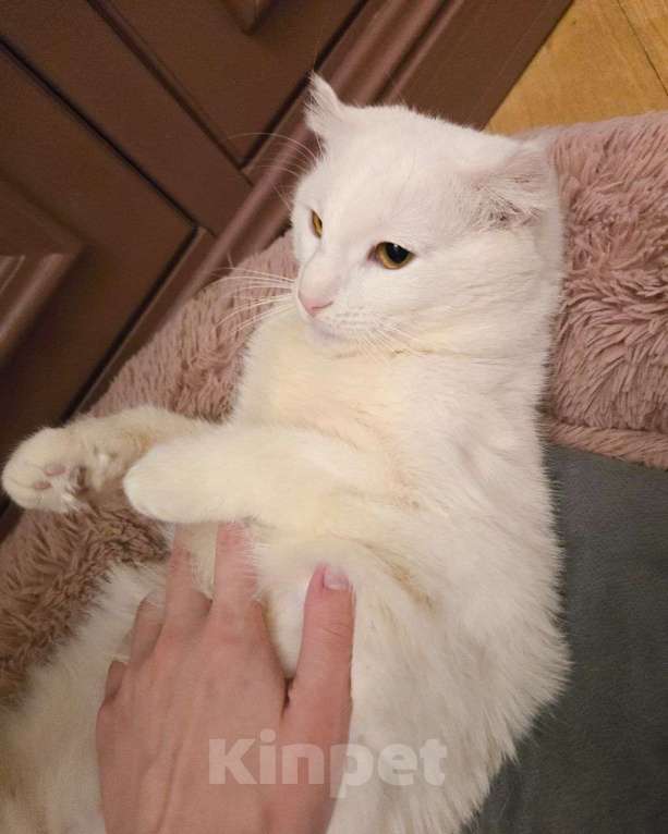 Кошки в Москве: Стюарт ищет дом  Мальчик, Бесплатно - фото 2