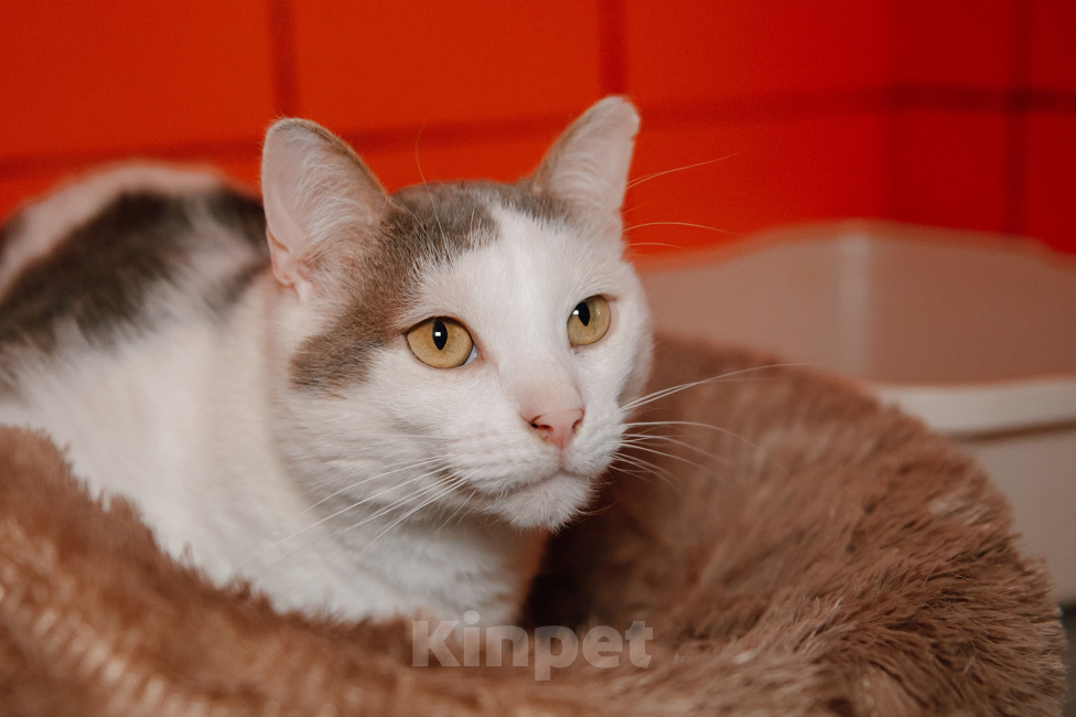 Кошки в Москве: Самый нежный и ручной котик Мальчик, Бесплатно - фото 3