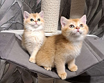 Кошки в Москве: Золотой шотландский котик Мальчик, 25 000 руб. - фото 1