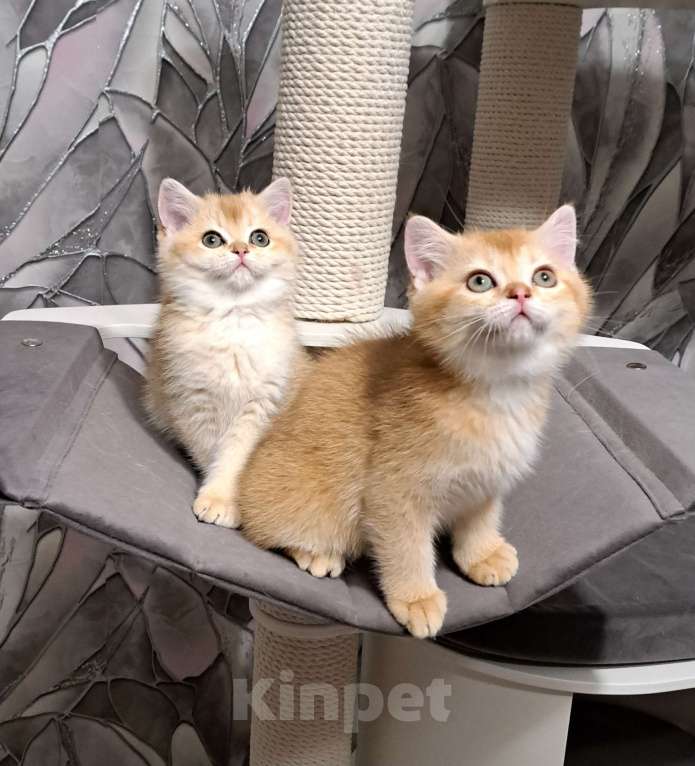 Кошки в Москве: Золотой шотландский котик Мальчик, 25 000 руб. - фото 1