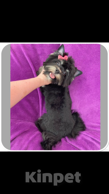 Собаки в Москве: Взрослый йорк девочка для разведения стандарт Девочка, 90 000 руб. - фото 10