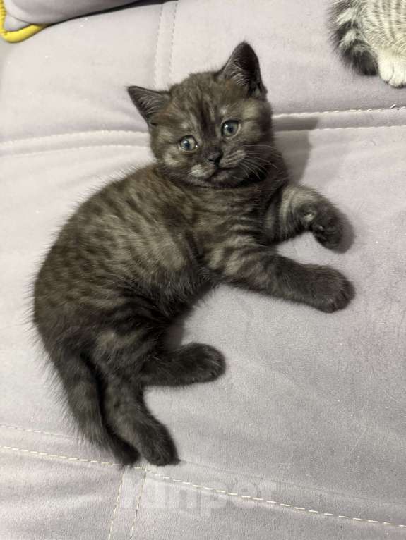 Кошки в Звенигороде: Шотландская кошечка Девочка, 1 000 руб. - фото 4