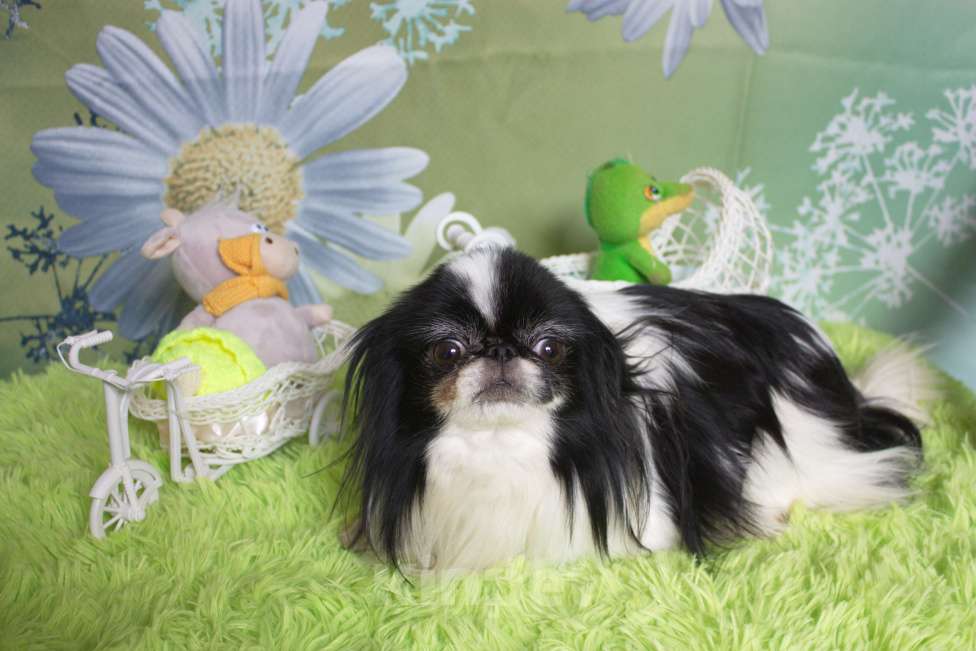 Собаки в Москве: щенки девочки японского хина с документами РКФ Девочка, 35 000 руб. - фото 6