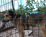 Собаки в Санкт-Петербурге: Домашний пёс-потеряшка ищет новую семью Мальчик, Бесплатно - фото 3