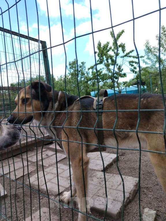 Собаки в Санкт-Петербурге: Домашний пёс-потеряшка ищет новую семью Мальчик, Бесплатно - фото 3