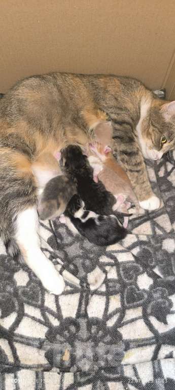 Кошки в Москве: Котятки родились 20.07.2025 Мальчик, Бесплатно - фото 2