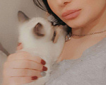 Кошки в Химках: Вязка кошки, 1 000 руб. - фото 8