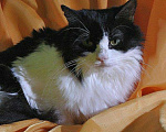 Кошки в Макарове: Клепа красивая кошка в дар, Бесплатно - фото 3