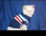 Кошки в Ливны: Персидский ласковый котенок, 15 000 руб. - фото 1