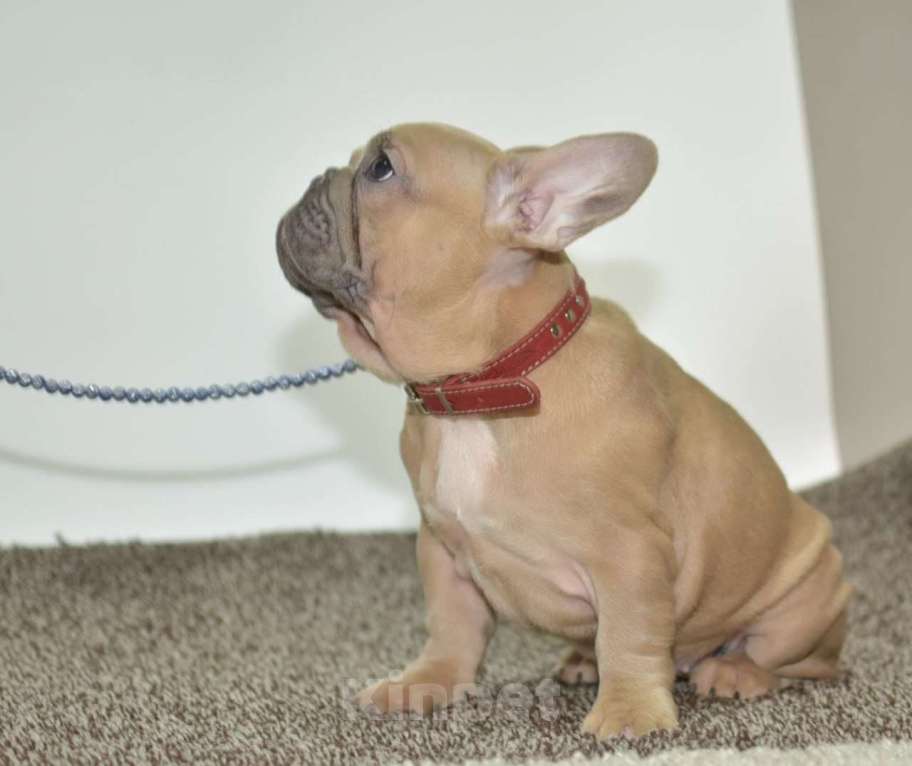 Собаки в Москве: Девочка Зимушка Девочка, 55 000 руб. - фото 10