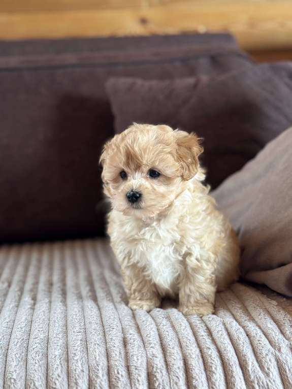 Собаки в Новосибирске: Мальтипу f1 щенок Мальчик, 100 000 руб. - фото 3