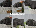 Собаки в Сергиеве Посаде: Щенок Французского бульдога Мальчик, 80 000 руб. - фото 1