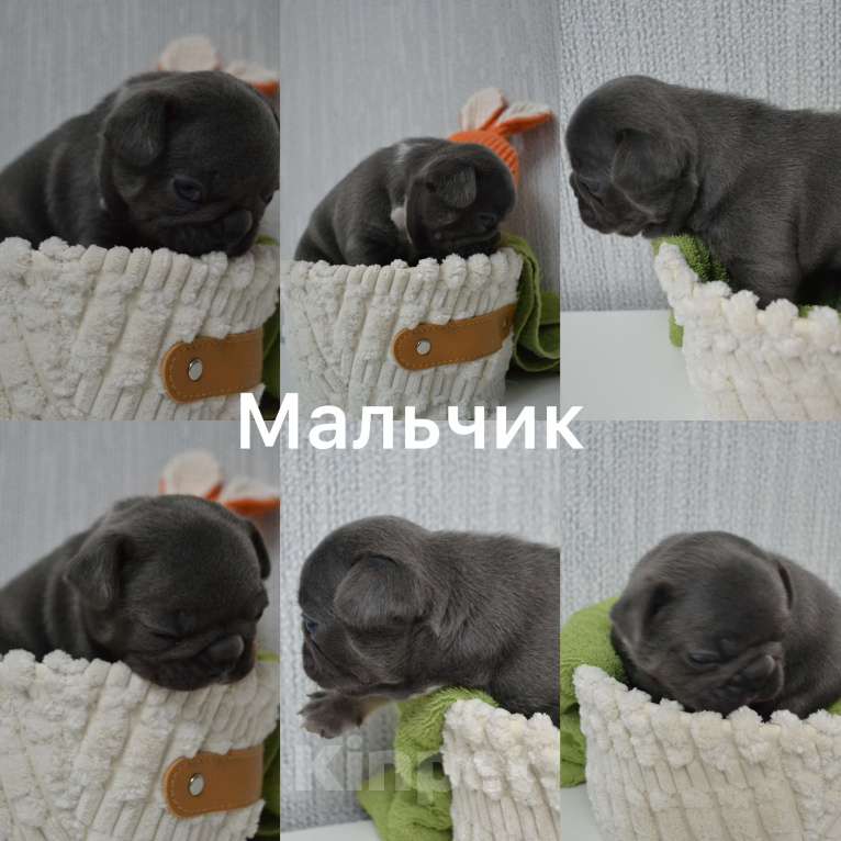 Собаки в Сергиеве Посаде: Щенок Французского бульдога Мальчик, 80 000 руб. - фото 1